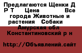 Предлагаются Щенки Д.Р.Т.  › Цена ­ 15 000 - Все города Животные и растения » Собаки   . Амурская обл.,Константиновский р-н